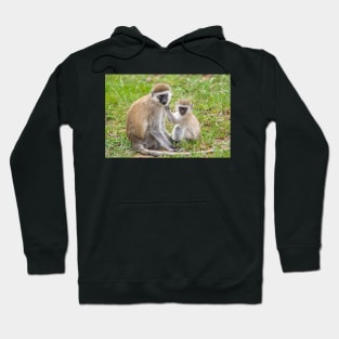 Vervet Monkeys, Lake Manyara National Park, Tanzania Hoodie